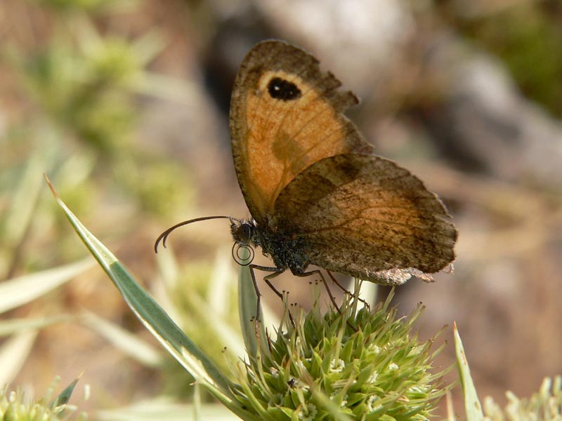 Prime visioni: 3. Pyronia cecilia (Lepidoptera, Satyridae)